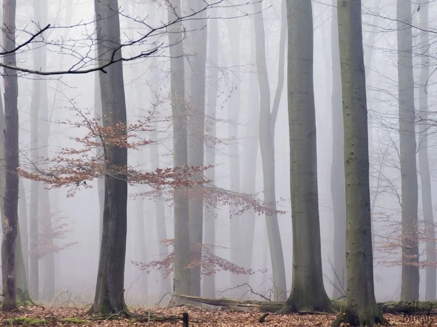 Morning Fog Wallpaper 2 Morning Fog Wallpaper - Image 2