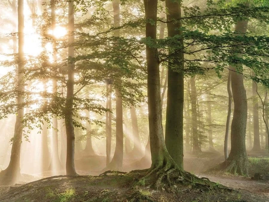 Morning Forest Wallpaper 2 Morning Forest Wallpaper - Image 2