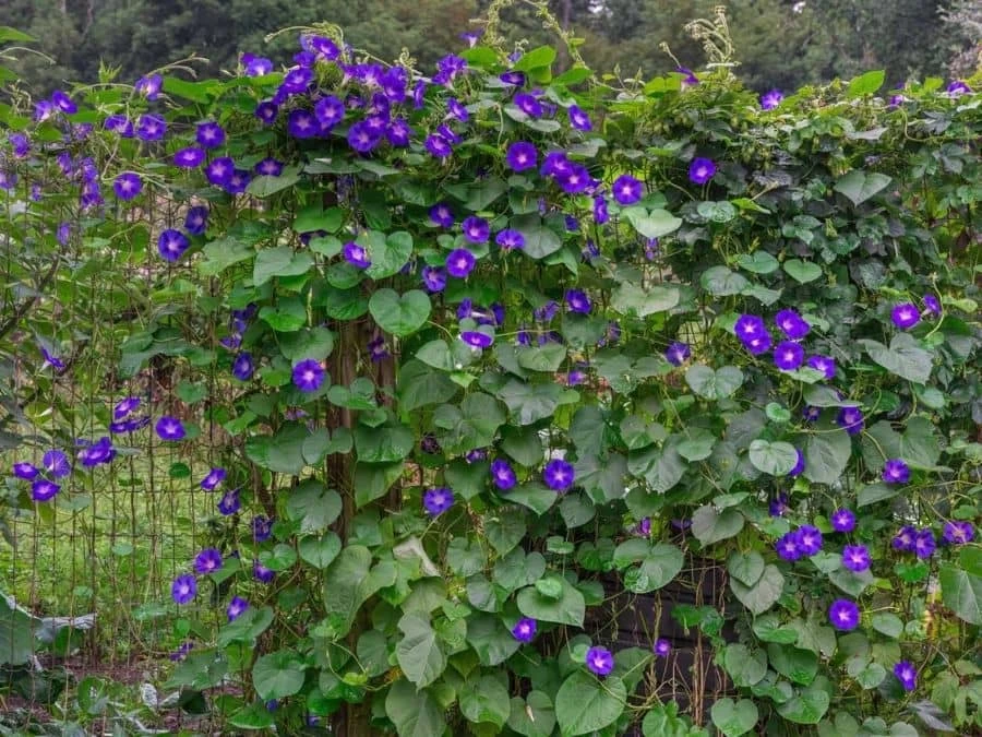 Morning Glory Wallpaper 4 Morning Glory Wallpaper - Image 4