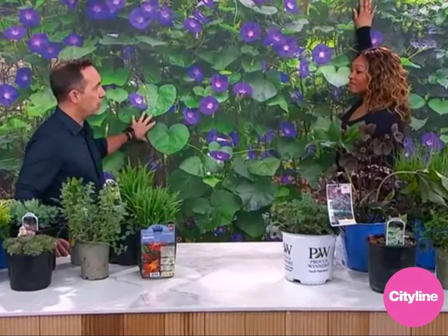 Morning Glory Wallpaper 2 Morning Glory Wallpaper - Image 2