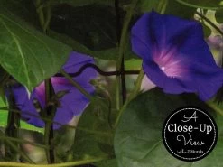 Morning Glory Wallpaper 10 Morning Glory Wallpaper -Wallpaper Mural Shop Morning Glory Wallpaper Close up About Murals