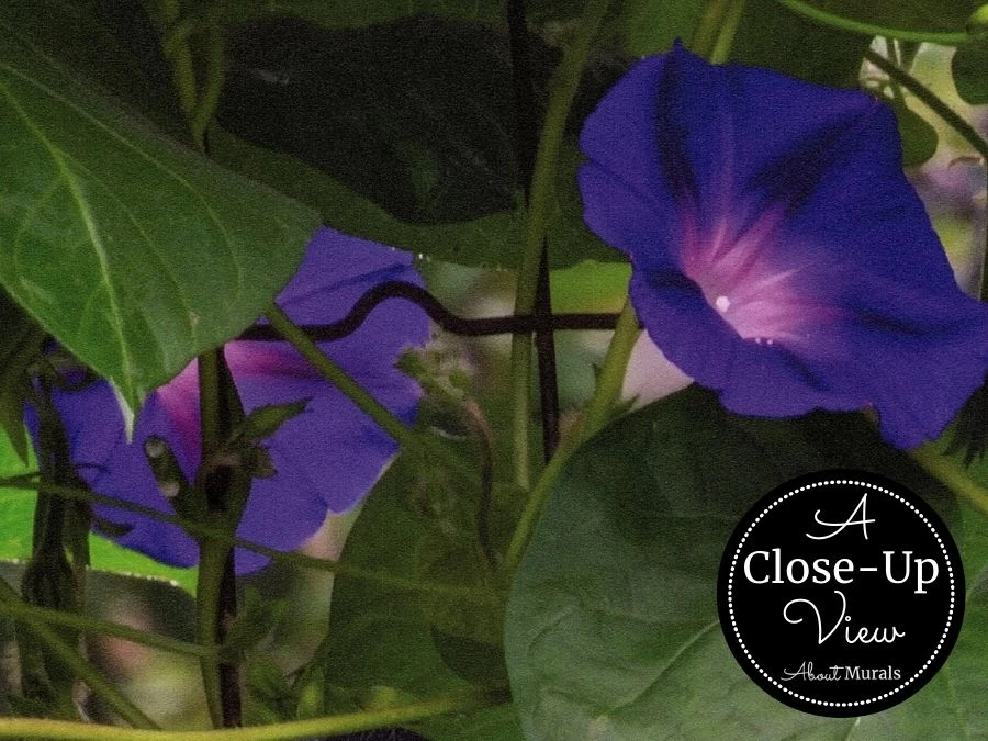 Morning Glory Wallpaper 5 Morning Glory Wallpaper - Image 5