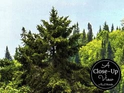 Mountain River Wallpaper 6 Mountain River Wallpaper -Wallpaper Mural Shop Mountain River Wallpaper Closeup About Murals.jpeg