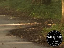 Natural Forest Wallpaper -Wallpaper Mural Shop Natural Forest Wallpaper Close up About Murals