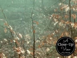 Nature Forest Wallpaper -Wallpaper Mural Shop Nature Forest Wallpaper Close up About Murals