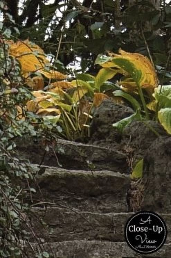 Nature Stairs Wallpaper 6 Nature Stairs Wallpaper -Wallpaper Mural Shop Nature Stairs Wallpaper Close up About Murals