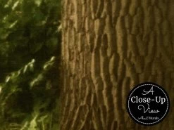 Nature Trail Wallpaper -Wallpaper Mural Shop Nature Trail Wallpaper Close up About Murals