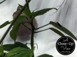 Nature Waterfall Wallpaper -Wallpaper Mural Shop Nature Waterfall Wallpaper Close up About Murals