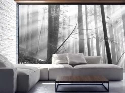 Old Forest Black And White Wall Mural