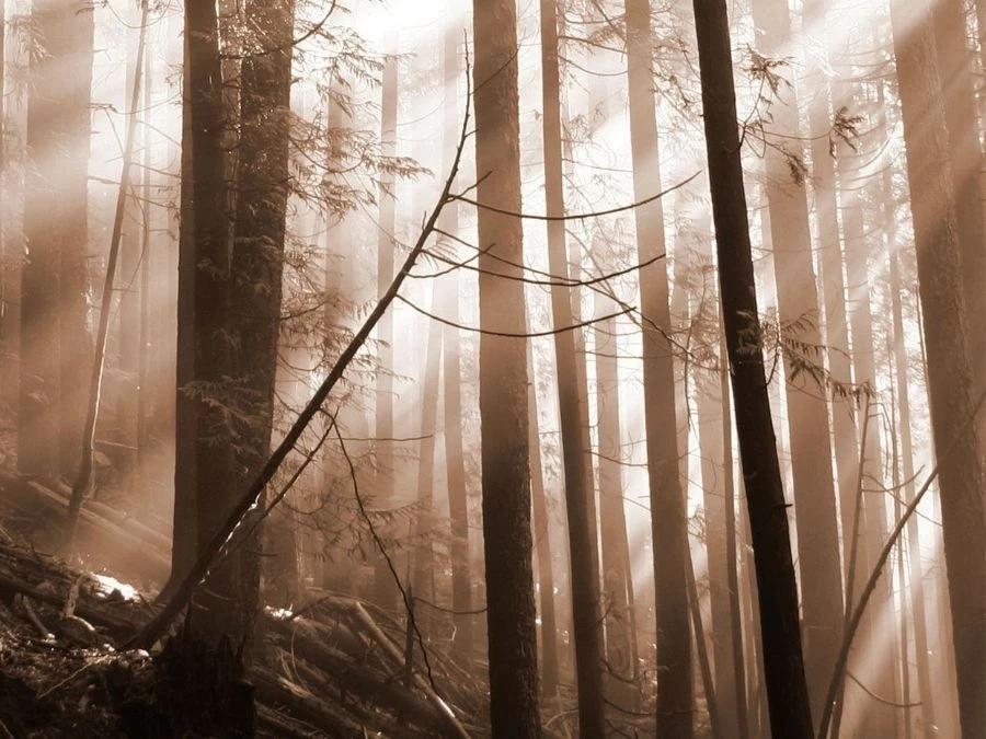 Old Forest Sepia Wall Mural 2 Old Forest Sepia Wall Mural - Image 2