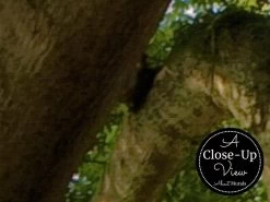 Old Tree Wallpaper -Wallpaper Mural Shop Old Tree Wallpaper Close up About Murals