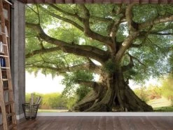 Old Tree Wallpaper