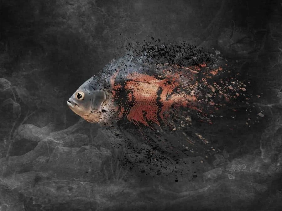 Oscar Fish Wallpaper 2 Oscar Fish Wallpaper - Image 2