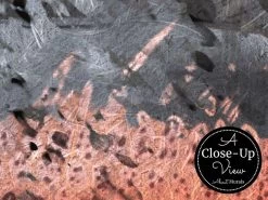 Oscar Fish Wallpaper 6 Oscar Fish Wallpaper -Wallpaper Mural Shop Oscar Fish Wallpaper Closeup About Murals