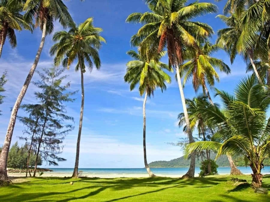 Palm Trees Beach Wallpaper 2 Palm Trees Beach Wallpaper - Image 2