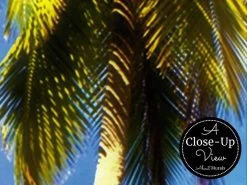Palm Trees Beach Wallpaper 6 Palm Trees Beach Wallpaper -Wallpaper Mural Shop Palm Trees Beach Wallpaper Close up About Murals
