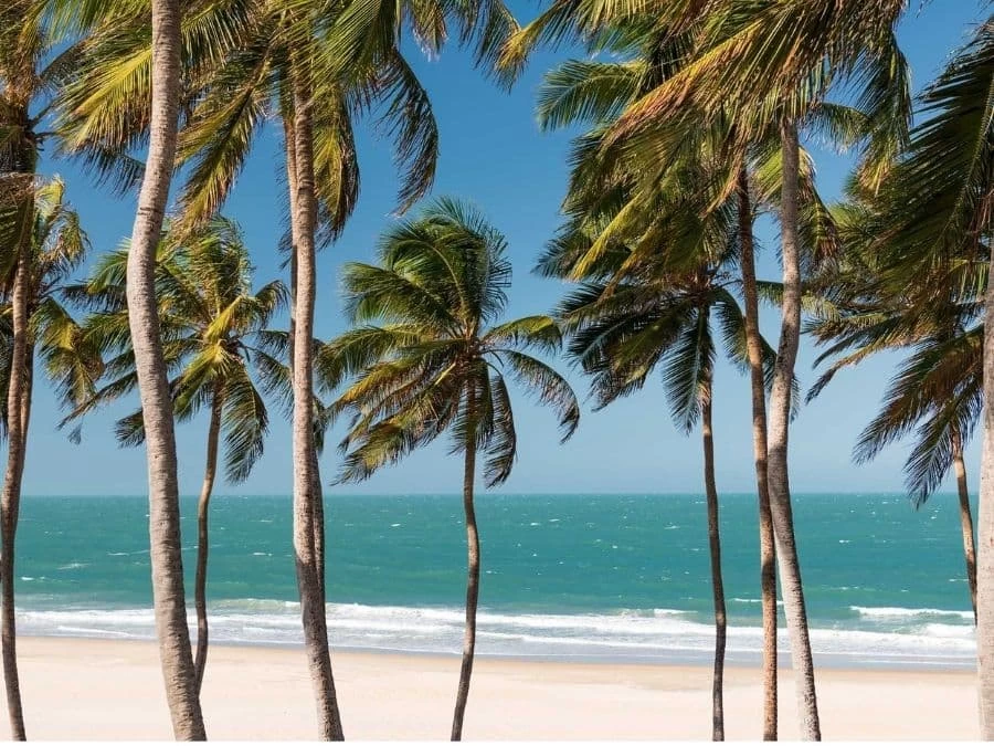 Palm Trees Wallpaper 2 Palm Trees Wallpaper - Image 2