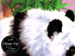 Panda Wall Mural -Wallpaper Mural Shop Panda Wall Mural Close up About Murals
