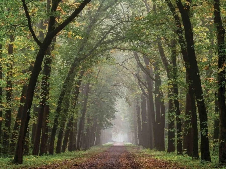 Path Wallpaper 2 Path Wallpaper - Image 2