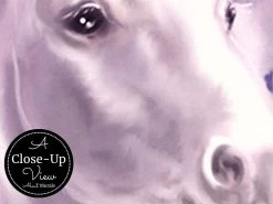 Pegasus Wall Mural -Wallpaper Mural Shop Pegasus Wall Mural Close up About Murals