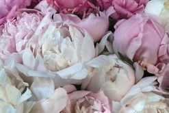 Peony Wallpaper 15 Peony Wallpaper -Wallpaper Mural Shop Peony Wallpaper 1 min