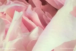 Peony Wallpaper 16 Peony Wallpaper -Wallpaper Mural Shop Peony Wallpaper 3 min