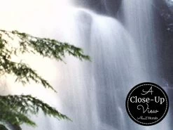 Pine Forest Wallpaper -Wallpaper Mural Shop Pine Forest Wallpaper Close up About Murals