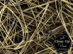 Pine Needle Wallpaper -Wallpaper Mural Shop Pine Needle Wallpaper Close up About Murals