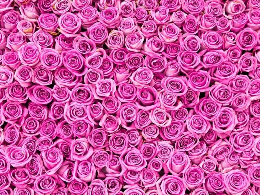 Pink Rose Wallpaper 2 Pink Rose Wallpaper - Image 2