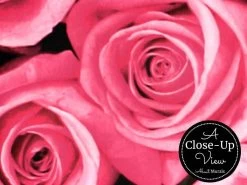 Pink Rose Wallpaper 6 Pink Rose Wallpaper -Wallpaper Mural Shop Pink Rose Wallpaper Close up About Murals