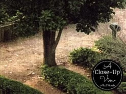 Plantation Wallpaper -Wallpaper Mural Shop Plantation Wallpaper Close up About Murals