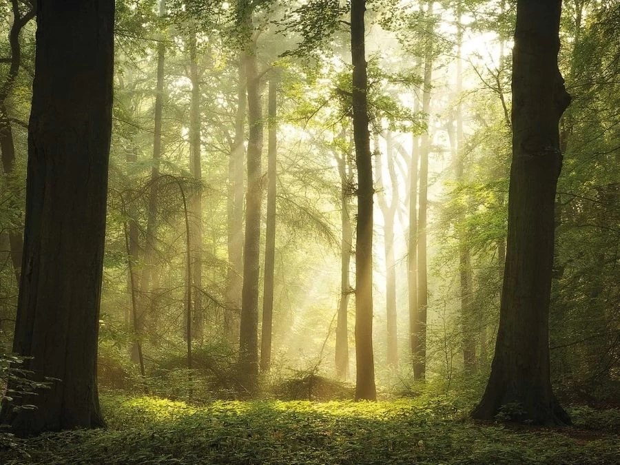 Play Of Lights Wall Mural 2 Play Of Lights Wall Mural - Image 2