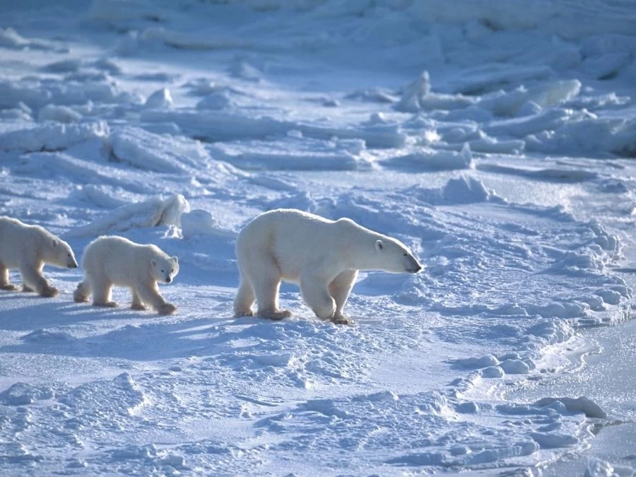 Polar Bear Wallpaper 2 Polar Bear Wallpaper - Image 2