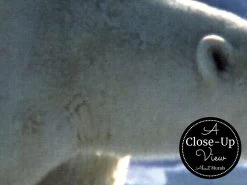 Polar Bear Wallpaper 5 Polar Bear Wallpaper -Wallpaper Mural Shop Polar Bear Wallpaper Close up About Murals