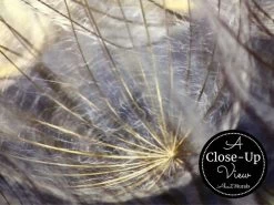 Purple Blue Dandelion Wallpaper 12 Purple Blue Dandelion Wallpaper -Wallpaper Mural Shop Purple Blue Dandelion Wallpaper Close up About Murals