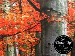 Red Forest Wallpaper -Wallpaper Mural Shop Red Forest Wallpaper Closeup View AboutMurals.ca