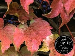 Red Ivy Wallpaper -Wallpaper Mural Shop Red Ivy Wallpaper Close up About Murals