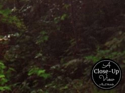 Redwood Wallpaper -Wallpaper Mural Shop Redwood Wallpaper Close up About Murals