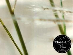 Reeds Wallpaper -Wallpaper Mural Shop Reeds Wallpaper Close up About Murals