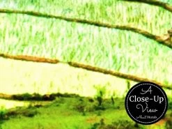 Rice Field Wallpaper -Wallpaper Mural Shop Rice Field Wallpaper Close up About Murals