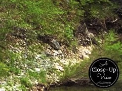 River Wallpaper -Wallpaper Mural Shop River Wallpaper Close up About Murals