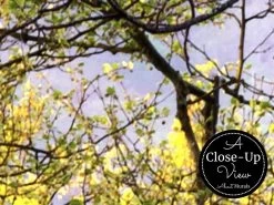 Road Tree Wallpaper -Wallpaper Mural Shop Road Tree Wallpaper Close up About Murals