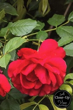 Rose Garden Wallpaper -Wallpaper Mural Shop Rose Garden Wallpaper Close up About Murals