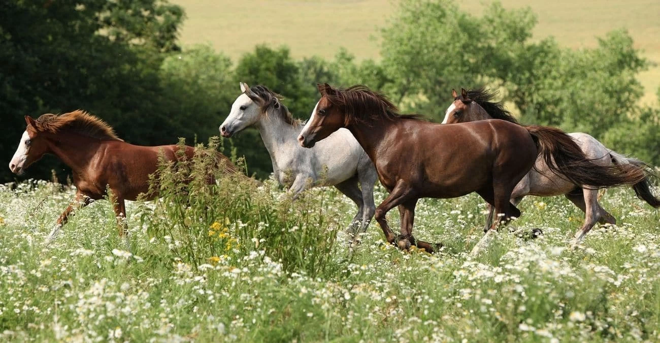 Running Horses Wallpaper 2 Running Horses Wallpaper - Image 2