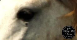 Running Horses Wallpaper 5 Running Horses Wallpaper -Wallpaper Mural Shop Running Horses Wallpaper Close up About Murals