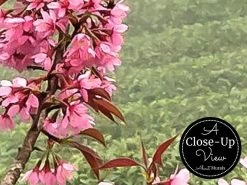 Sakura Wallpaper -Wallpaper Mural Shop Sakura Wallpaper Close up About Murals