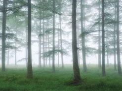 Sea Of Trees Wallpaper -Wallpaper Mural Shop Sea of Trees Wallpaper About Murals