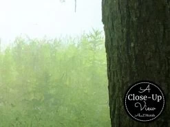 Sea Of Trees Wallpaper -Wallpaper Mural Shop Sea of Trees Wallpaper Close up About Murals