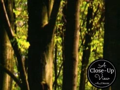 Shadows And Lights Wall Mural -Wallpaper Mural Shop Shadows and Lights Wall Mural Close up About Murals