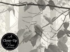 Sinfonia Della Forest Black And White Wall Mural -Wallpaper Mural Shop Sinfonia Della Foresta Black White Wall Mural Close up About Murals